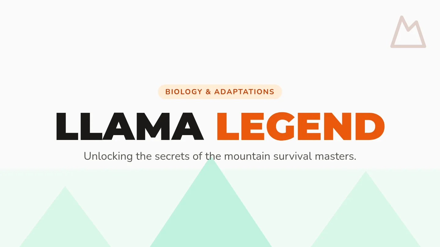 Llama Legend Slides