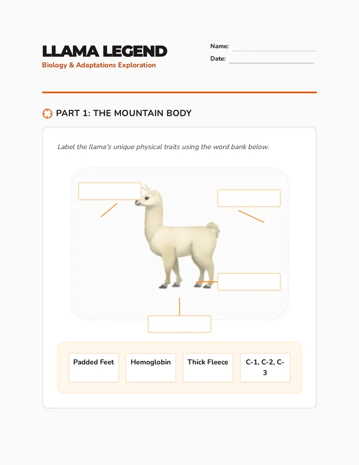 Llama Anatomy Worksheet